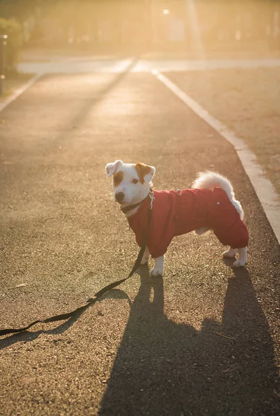 Sonbahar Parkında Yürüyen Takım Elbiseli Şirin Jack Russell Yakın Plan — Stok fotoğraf