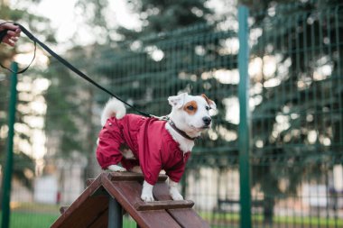 Jack Russell Terrier köpek eğitimleri şehir parkında köpek gezdirme alanında - evcil hayvan yaşam tarzı