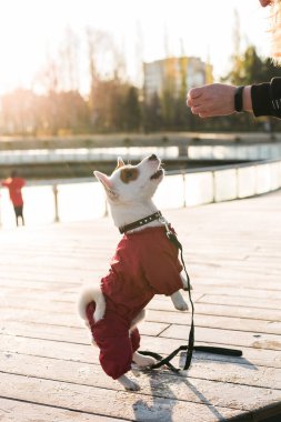 Küçük köpeği Jack Russell Terrier 'ı eğiten genç bir kadın kış parkının soğuk günlerinde çiftleşir. Evcil hayvan ve sahibi.