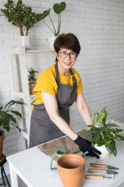 Önlük giymiş orta yaşlı bir kadın saksıdaki saksı bitkisine bakıyor. Evde bahçıvanlık ve çiçekçilik. Yeşil bitkileri ve bitkileri olan ev botanik çiçekçisi.