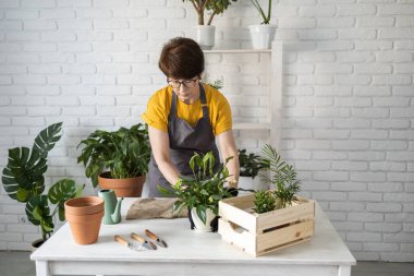 Spring Houseplant Bakım evi, saksı bitkileri. Bahar için Salon Bitkileri Uyanmak. Kadın evdeki yeni çömleğe bitki naklediyor. Bahçıvan nakil tesisi Spatthiphyllum