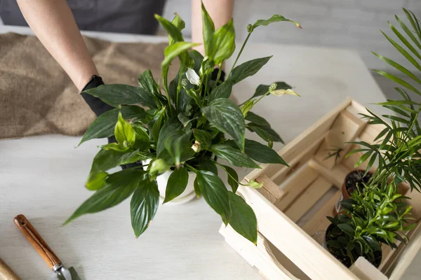 Spring Houseplant Care Repotting Tanaman Rumah Tangga Waking Indoor Plants — Stok Foto