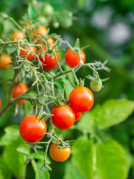 stock image Ripe tomato plant growing. Fresh bunch of red natural tomatoes on a branch in organic vegetable garden