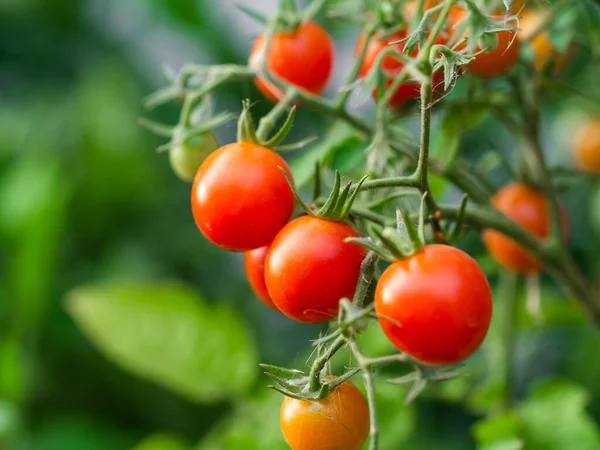 stock image Ripe tomato plant growing. Fresh bunch of red natural tomatoes on a branch in organic vegetable garden