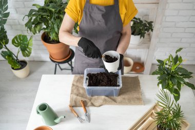 Spring Houseplant Bakım evi, saksı bitkileri. Bahar için Salon Bitkileri Uyanmak. Kadın evdeki yeni çömleğe bitki naklediyor. Bahçıvan nakil tesisi Spatthiphyllum