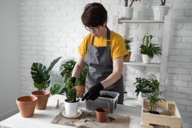 Spring Houseplant Bakım evi, saksı bitkileri. Bahar için Salon Bitkileri Uyanmak. Kadın evdeki yeni çömleğe bitki naklediyor. Bahçıvan nakil tesisi Spatthiphyllum