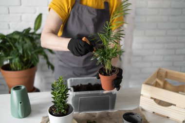 Spring Houseplant Bakım evi, saksı bitkileri. Bahar için Salon Bitkileri Uyanmak. Kadın evdeki yeni çömleğe bitki naklediyor. Bahçıvan nakil tesisi Spatthiphyllum