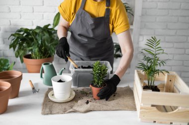 Spring Houseplant Bakım evi, saksı bitkileri. Bahar için Salon Bitkileri Uyanmak. Kadın evdeki yeni çömleğe bitki naklediyor. Bahçıvan nakil tesisi Spatthiphyllum
