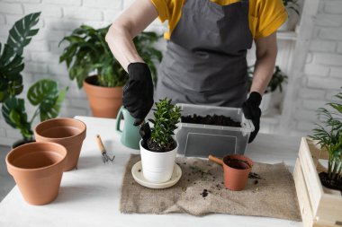 Spring Houseplant Bakım evi, saksı bitkileri. Bahar için Salon Bitkileri Uyanmak. Kadın evdeki yeni çömleğe bitki naklediyor. Bahçıvan nakil tesisi Spatthiphyllum
