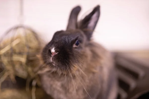 Kahverengi Tavşan Evde Keyif Çatıyor 2023 Yılının Hayvan Sembolü Evcil — Stok fotoğraf