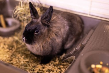 Kahverengi tavşan evde keyif çatıyor. 2023 yılının hayvan sembolü ve evcil hayvan konsepti.