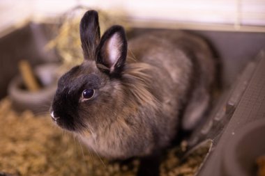 Kahverengi tavşan evde keyif çatıyor. 2023 yılının hayvan sembolü ve evcil hayvan konsepti.