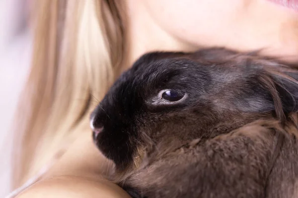 Смешной Милый Коричневый Кролик Руках Владельца Домашнего Животного Кролик Домашнее — стоковое фото