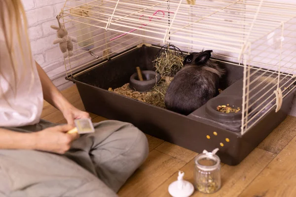 Braune Kaninchen Nahaufnahme Genießen Hause Tierisches Symbol Chinesisches Neujahr 2023 — Stockfoto