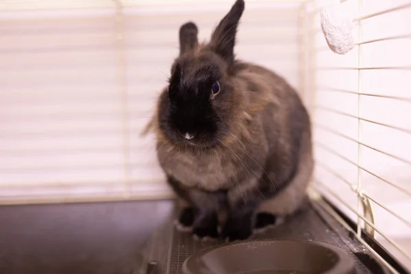 stock image Funny cute brown rabbit in a cage. Bunny pet in home