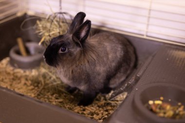 Kafesteki sevimli kahverengi tavşan. Evdeki tavşancık.