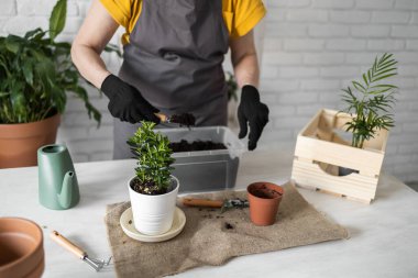 Spring Houseplant Bakım evi, saksı bitkileri. Bahar için Salon Bitkileri Uyanmak. Kadın evdeki yeni çömleğe bitki naklediyor. Bahçıvan nakil tesisi Spatthiphyllum