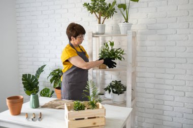 Önlük giymiş orta yaşlı bir kadın saksıdaki saksı bitkisine bakıyor. Evde bahçıvanlık ve çiçekçilik. Yeşil bitkileri ve bitkileri olan ev botanik çiçekçisi.