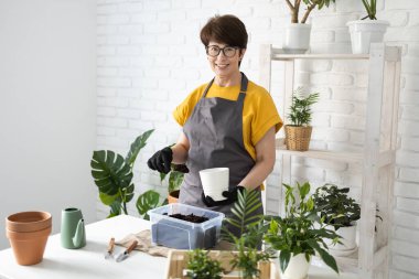 Spring Houseplant Bakım evi, saksı bitkileri. Bahar için Salon Bitkileri Uyanmak. Kadın evdeki yeni çömleğe bitki naklediyor. Bahçıvan nakil tesisi Spatthiphyllum