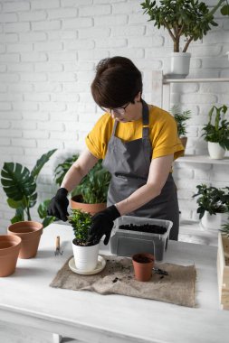 Spring Houseplant Bakım evi, saksı bitkileri. Bahar için Salon Bitkileri Uyanmak. Kadın evdeki yeni çömleğe bitki naklediyor. Bahçıvan nakil tesisi Spatthiphyllum