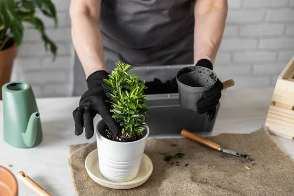 Spring Houseplant Bakım evi, saksı bitkileri. Bahar için Salon Bitkileri Uyanmak. Kadın evdeki yeni çömleğe bitki naklediyor. Bahçıvan nakil tesisi Spatthiphyllum