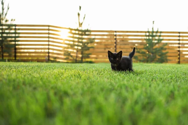 Μαύρο Περιέργως Γατάκι Εξωτερικούς Χώρους Στο Χόρτο Κατοικίδιο Ζώο Και — Φωτογραφία Αρχείου