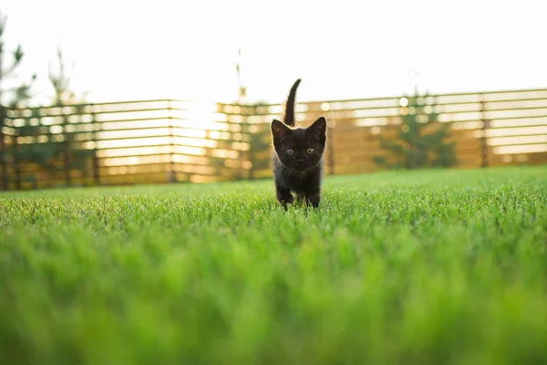 Preto Curiosamente Gatinho Livre Animal Estimação Grama Conceito Gato Doméstico — Fotografia de Stock