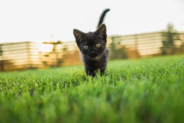 Black Ciekawie Kotek Zewnątrz Trawie Pet Koncepcji Kotów Domowych — Zdjęcie stockowe