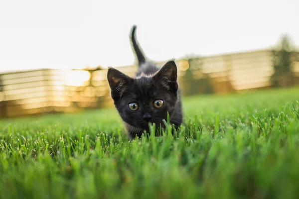 奇怪的黑色小猫在户外的草场宠物和家猫的概念 — 图库照片
