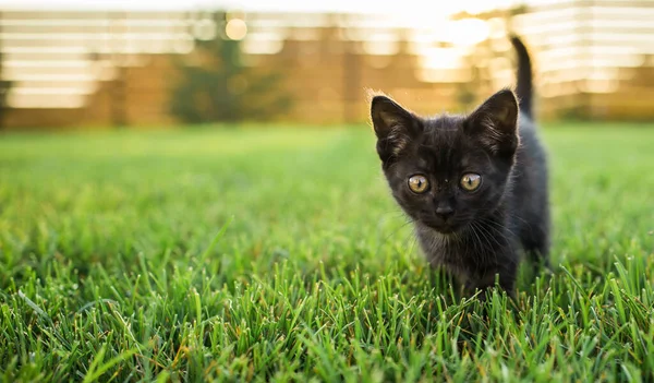 Negro Curiosamente Gatito Aire Libre Hierba Mascota Gato Doméstico Concepto — Foto de Stock