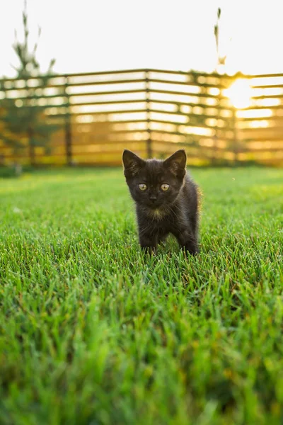 奇怪的黑色小猫在户外的草场宠物和家猫的概念 — 图库照片