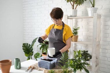 Spring Houseplant Bakım evi, saksı bitkileri. Bahar için Salon Bitkileri Uyanmak. Kadın evdeki yeni çömleğe bitki naklediyor. Bahçıvan nakil tesisi Spatthiphyllum