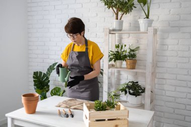 Spring Houseplant Bakım evi, saksı bitkileri. Bahar için Salon Bitkileri Uyanmak. Kadın evdeki yeni çömleğe bitki naklediyor. Bahçıvan nakil tesisi Spatthiphyllum