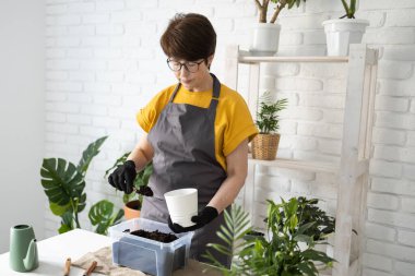 Önlük giymiş orta yaşlı bir kadın saksıdaki saksı bitkisine bakıyor. Evde bahçıvanlık ve çiçekçilik. Yeşil bitkileri ve bitkileri olan ev botanik çiçekçisi.