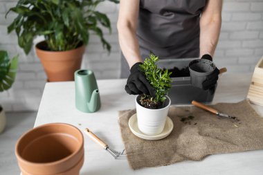 Spring Houseplant Bakım evi, saksı bitkileri. Bahar için Salon Bitkileri Uyanmak. Kadın evdeki yeni çömleğe bitki naklediyor. Bahçıvan nakil tesisi Spatthiphyllum
