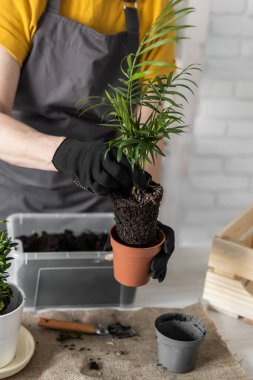 Spring Houseplant Bakım evi, saksı bitkileri. Bahar için Salon Bitkileri Uyanmak. Kadın evdeki yeni çömleğe bitki naklediyor. Bahçıvan nakil tesisi Spatthiphyllum