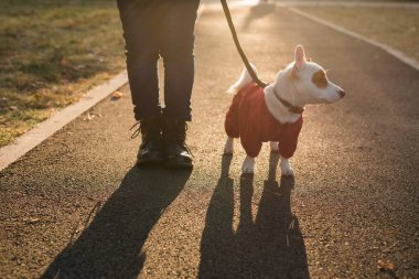 Sonbahar parkında yürüyen takım elbiseli şirin Jack Russell 'ın yakın plan portresi. Yavru köpek süveter giyiyor.