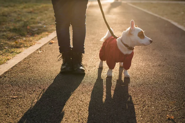 Närbild Porträtt Söta Jack Russell Hund Kostym Promenader Höstparken Valp — Stockfoto