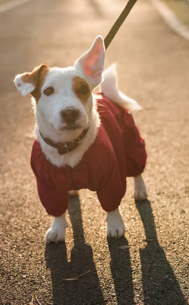 Closeup Portrait Cute Jack Russell Dog Suit Walking Autumn Park — Stock Photo, Image