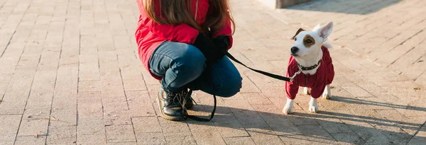 Glückliches Kind Mädchen Mit Hund Portraitkind Mit Haustier Jack Russell — Stockfoto