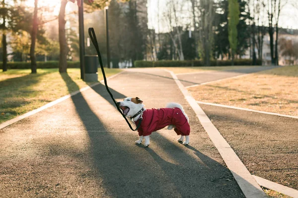 Porträt Des Lustigen Jack Russell Hundes Anzug Mit Fliegender Leine — Stockfoto