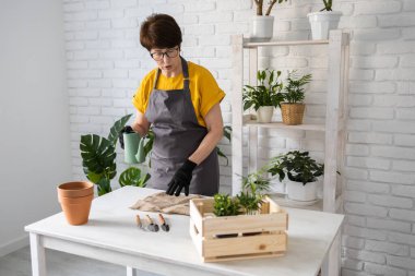Spring Houseplant Bakım evi, saksı bitkileri. Bahar için Salon Bitkileri Uyanmak. Kadın evdeki yeni çömleğe bitki naklediyor. Bahçıvan nakil tesisi Spatthiphyllum