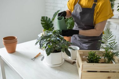 Spring Houseplant Bakım evi, saksı bitkileri. Bahar için Salon Bitkileri Uyanmak. Kadın evdeki yeni çömleğe bitki naklediyor. Bahçıvan nakil tesisi Spatthiphyllum