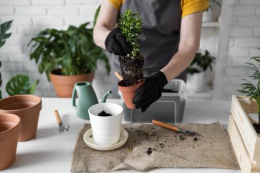 Spring Houseplant Bakım evi, saksı bitkileri. Bahar için Salon Bitkileri Uyanmak. Kadın evdeki yeni çömleğe bitki naklediyor. Bahçıvan nakil tesisi Spatthiphyllum