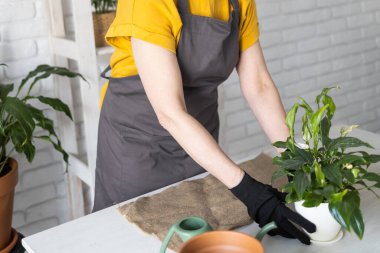 Önlük giymiş orta yaşlı bir kadın saksıdaki saksı bitkisine bakıyor. Evde bahçıvanlık ve çiçekçilik. Yeşil bitkileri ve bitkileri olan ev botanik çiçekçisi.