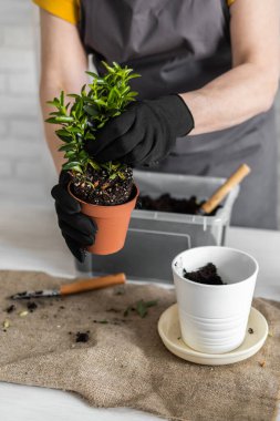 Spring Houseplant Bakım evi, saksı bitkileri. Bahar için Salon Bitkileri Uyanmak. Kadın evdeki yeni çömleğe bitki naklediyor. Bahçıvan nakil tesisi Spatthiphyllum