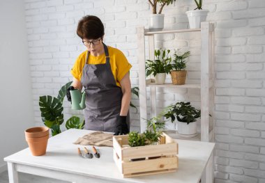 Gardening home. Woman replanting green plant in home. Potted green plants at home, home jungle, floral decor. Florist shop
