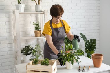 Gardening home. Woman replanting green plant in home. Potted green plants at home, home jungle, floral decor. Florist shop