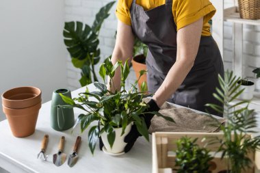 Spring Houseplant Bakım evi, saksı bitkileri. Bahar için Salon Bitkileri Uyanmak. Kadın evdeki yeni çömleğe bitki naklediyor. Bahçıvan nakil tesisi Spatthiphyllum