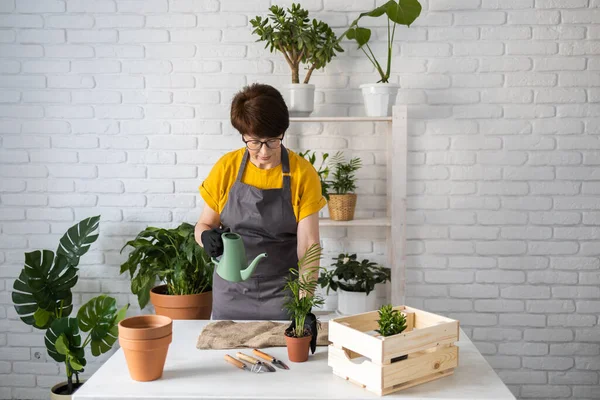 Gardening Home Woman Replanting Green Plant Home Potted Green Plants — Fotografia de Stock